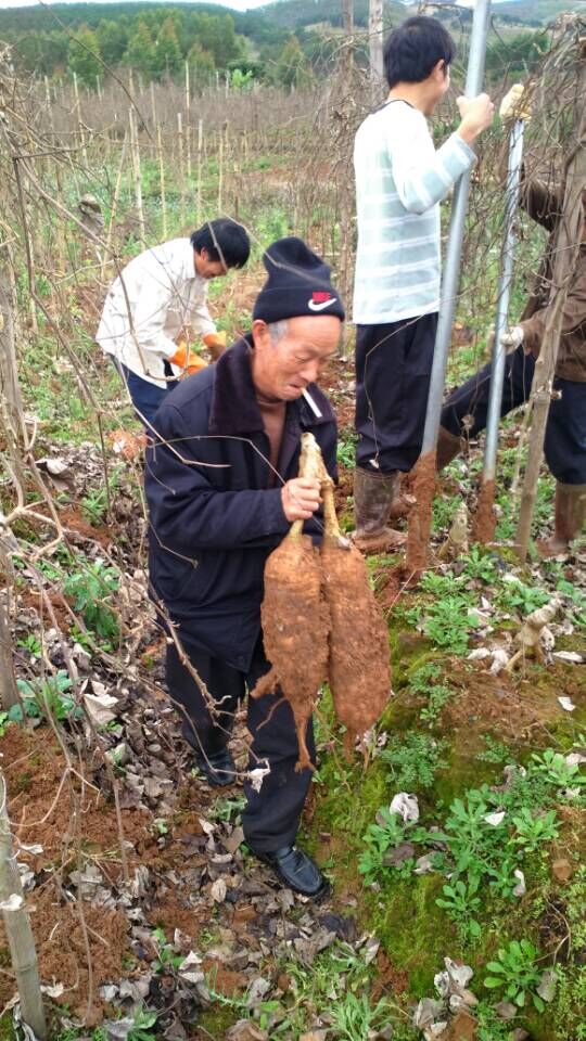 鲜葛根