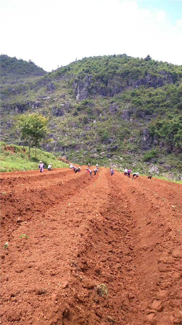 葛根山地种植