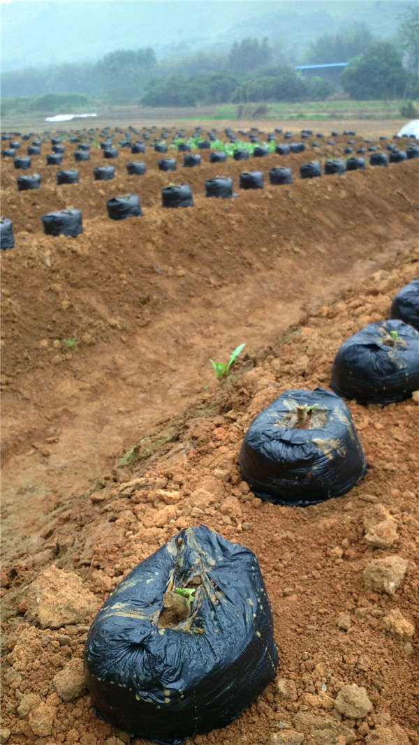 葛根种植基地2