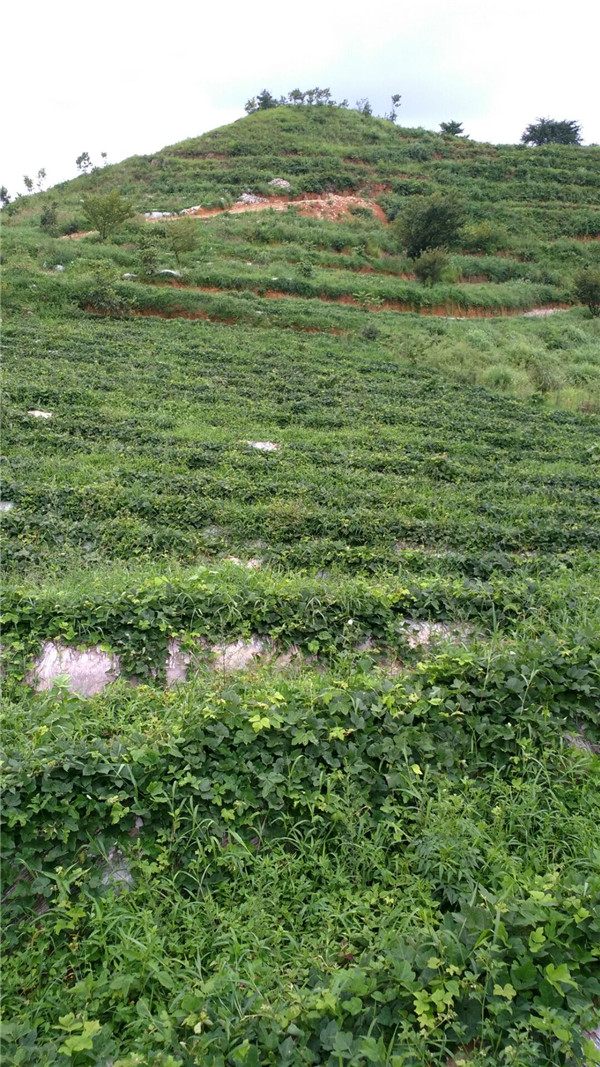 山地爬地种植