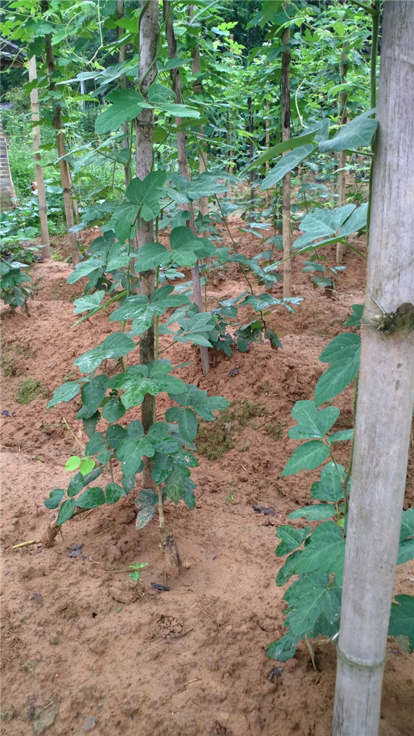 种植中期葛根